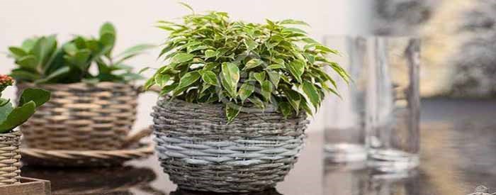 Цветы Сохнули в Вазе Без Воды Ошибка • Побеги чернеют