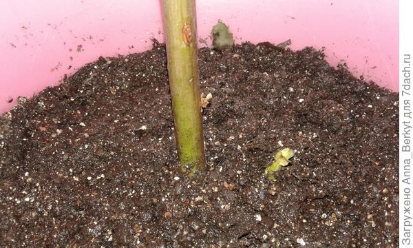 Цветы Сохнули в Вазе Без Воды Ошибка • Побеги чернеют