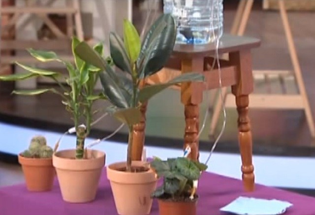 Цветы Сохнули в Вазе Без Воды Ошибка • Побеги чернеют