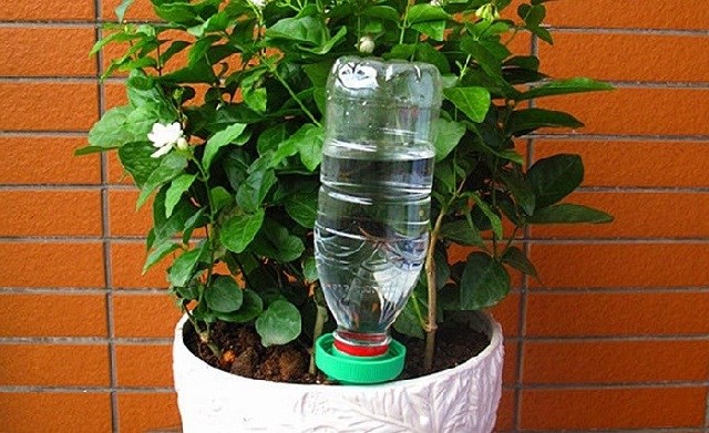 Цветы Сохнули в Вазе Без Воды Ошибка • Побеги чернеют